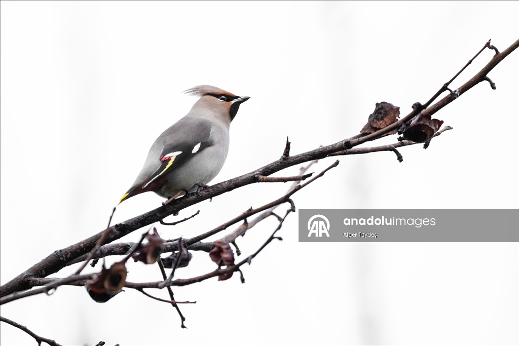 Nadir görülen ipekkuyruklar, İstanbul’un Başakşehir ilçesinde görüntülendi