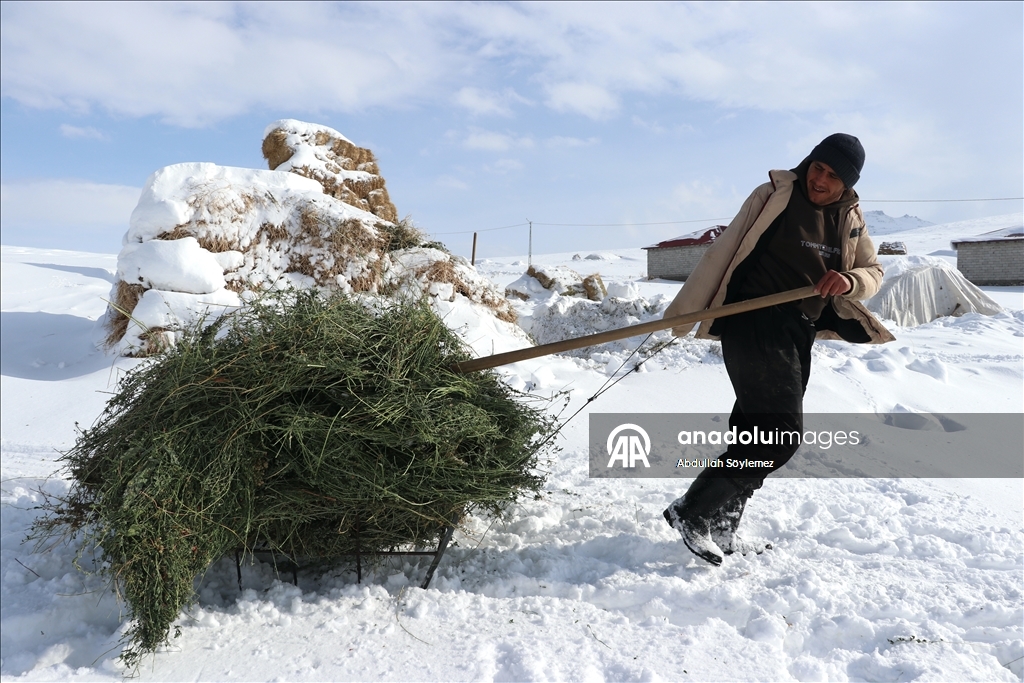 Li Agiriya ku zivistan bi zehmet derbas dibe, xwedîkirina heywanan jî bi zehmet e