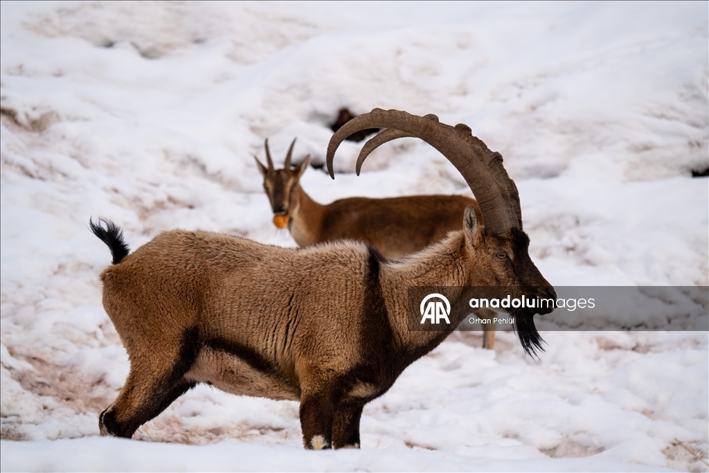 Adıyaman'da yaban keçileri karlı bölgede yiyecek ararken görüntülendi
