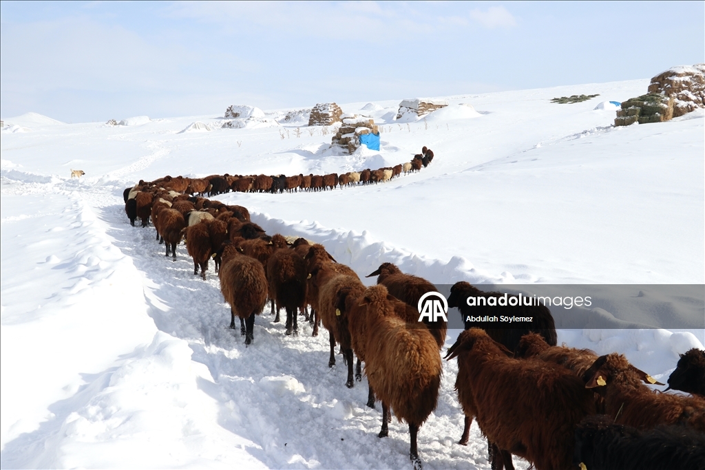 Li Agiriya ku zivistan bi zehmet derbas dibe, xwedîkirina heywanan jî bi zehmet e