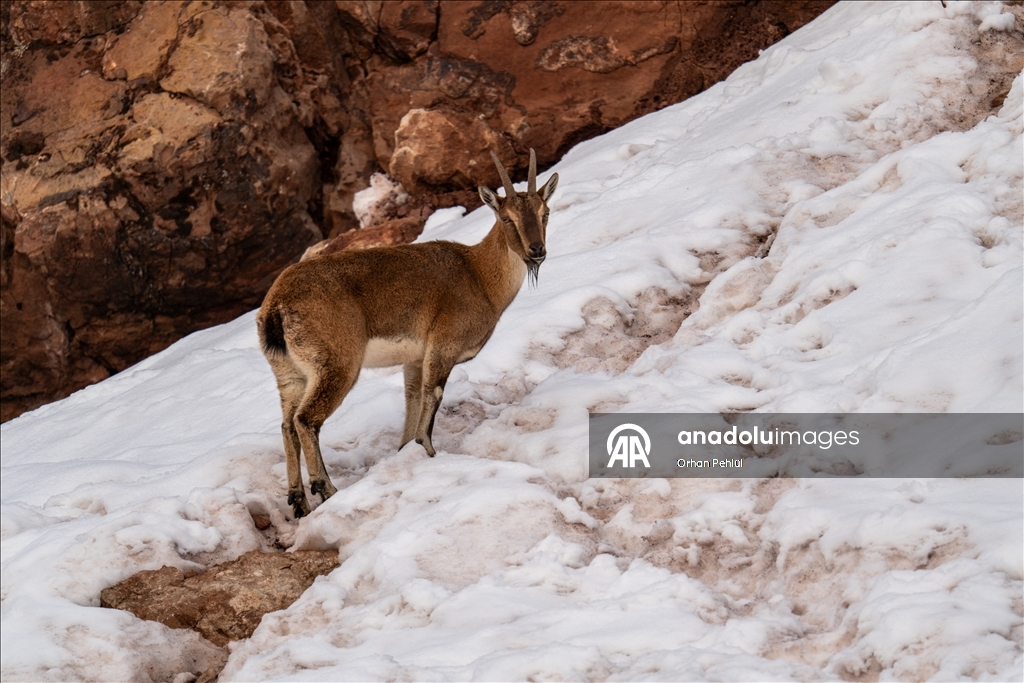 Adıyaman'da yaban keçileri karlı bölgede yiyecek ararken görüntülendi