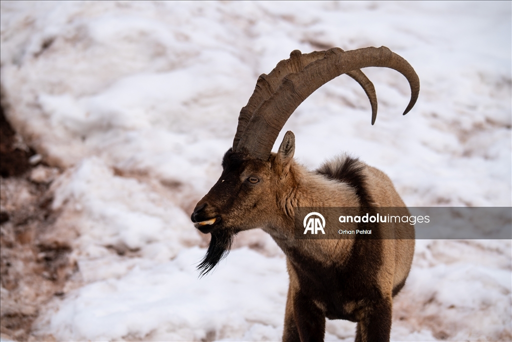 Adıyaman'da yaban keçileri karlı bölgede yiyecek ararken görüntülendi