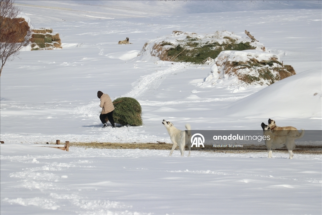 Kışın zorlu geçtiği Ağrı'da hayvanların bakımı da güçlükle yapılıyor