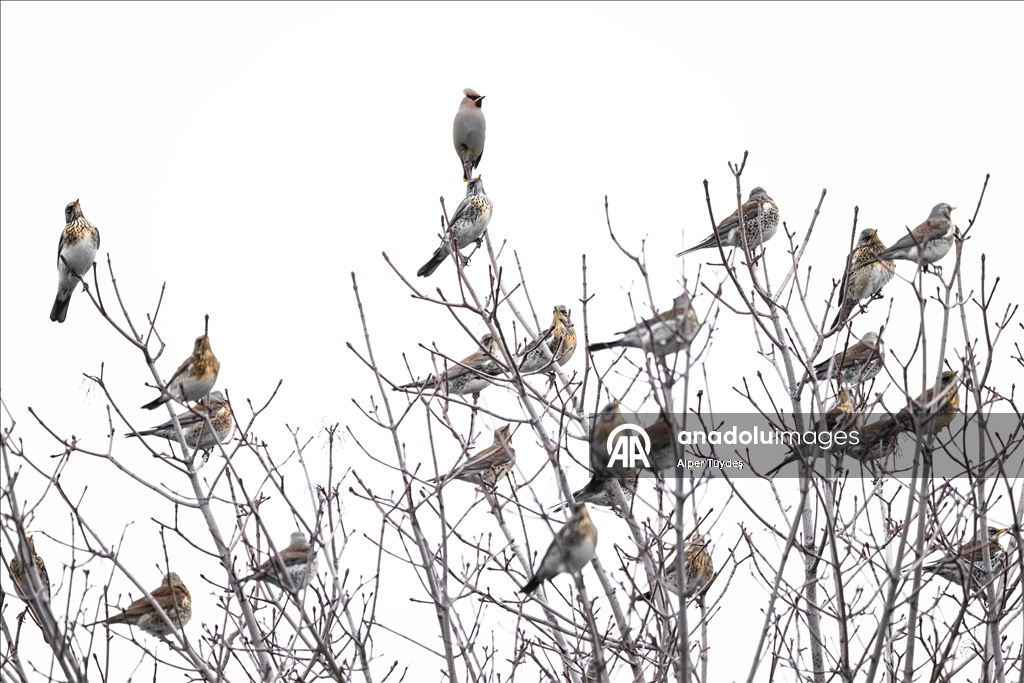 Nadir görülen ipekkuyruklar, İstanbul’un Başakşehir ilçesinde görüntülendi