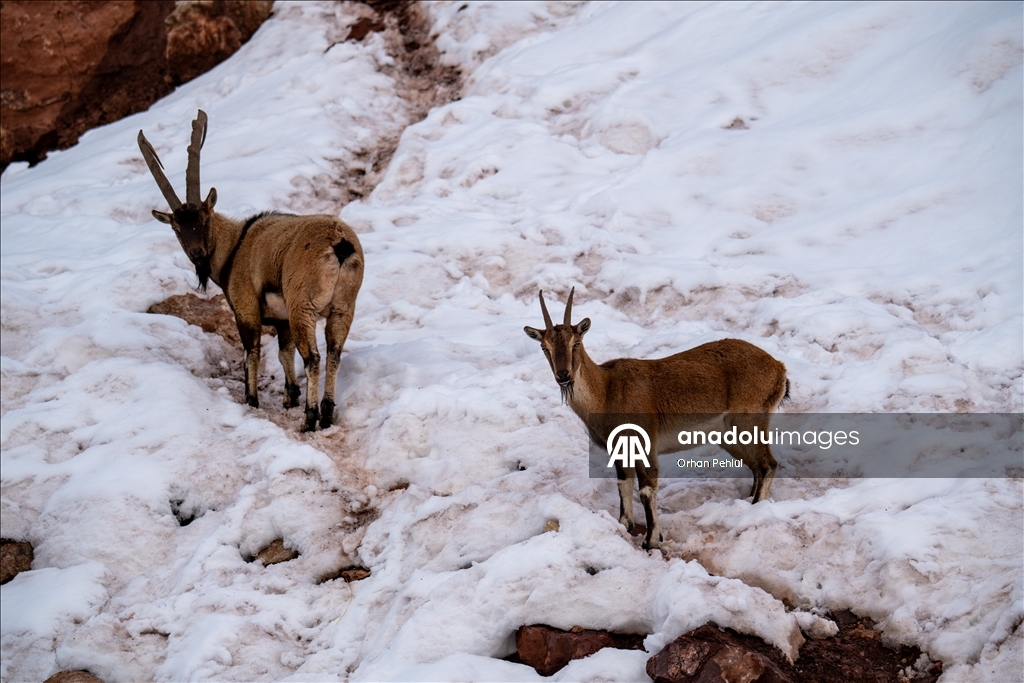 Adıyaman'da yaban keçileri karlı bölgede yiyecek ararken görüntülendi