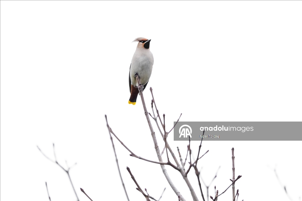 Nadir görülen ipekkuyruklar, İstanbul’un Başakşehir ilçesinde görüntülendi
