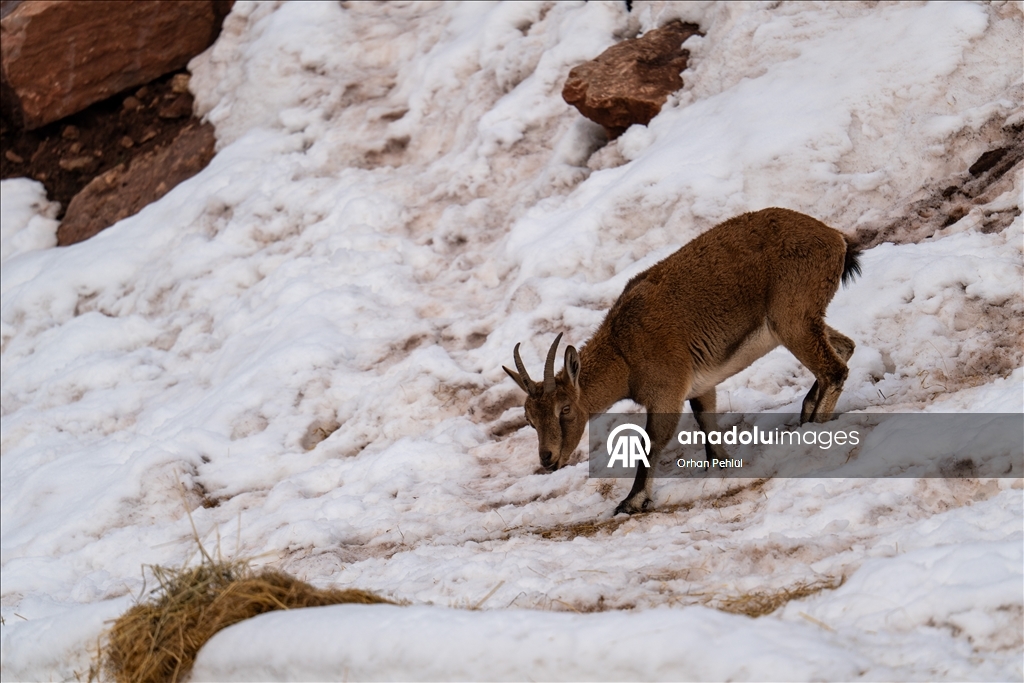 Li Adiyemanê pezkoviyên ku di nava berfê da li çêre û xwarinê digeriyan hatin dîtin