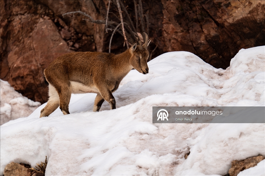 Adıyaman'da yaban keçileri karlı bölgede yiyecek ararken görüntülendi