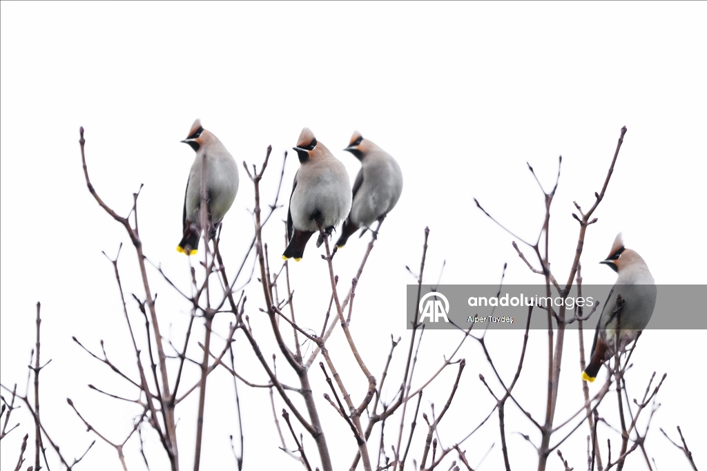 Nadir görülen ipekkuyruklar, İstanbul’un Başakşehir ilçesinde görüntülendi