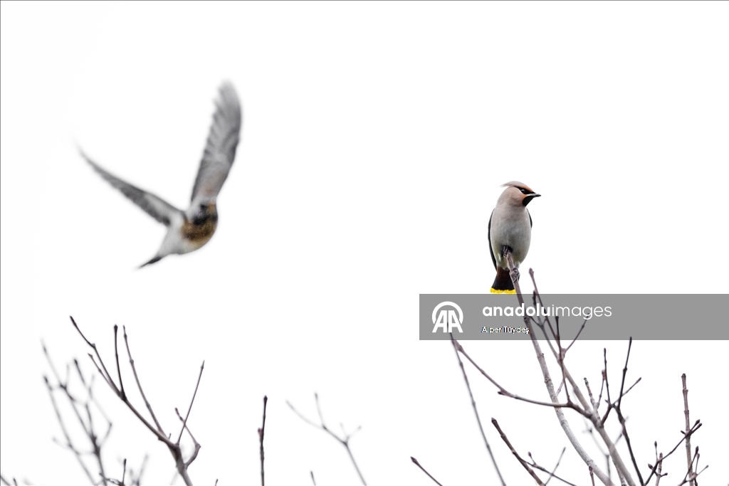 Nadir görülen ipekkuyruklar, İstanbul’un Başakşehir ilçesinde görüntülendi