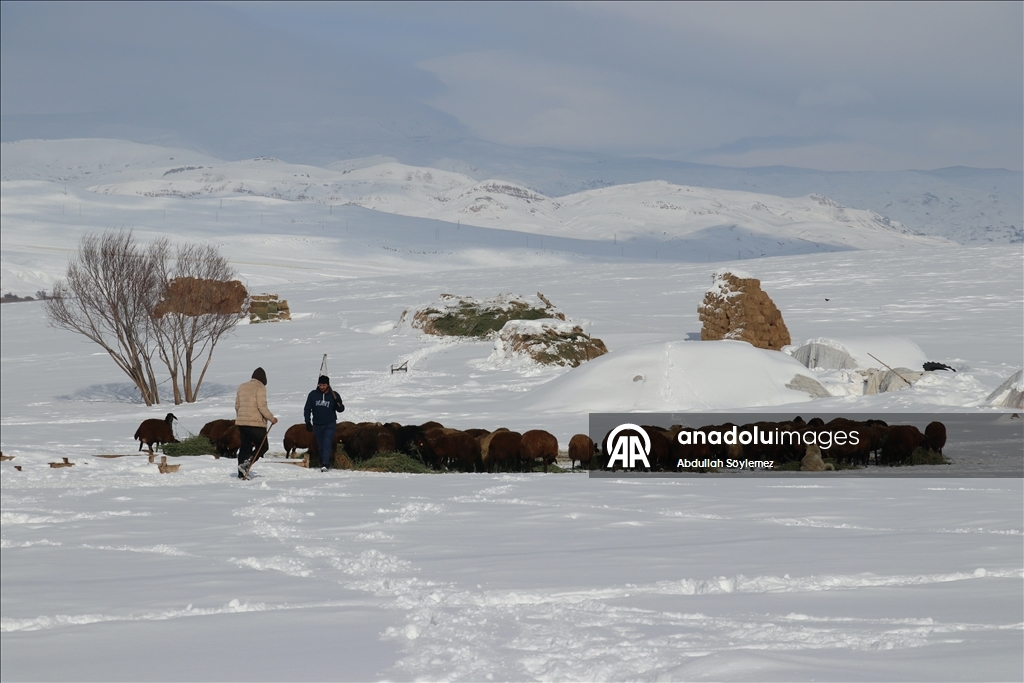 Li Agiriya ku zivistan bi zehmet derbas dibe, xwedîkirina heywanan jî bi zehmet e