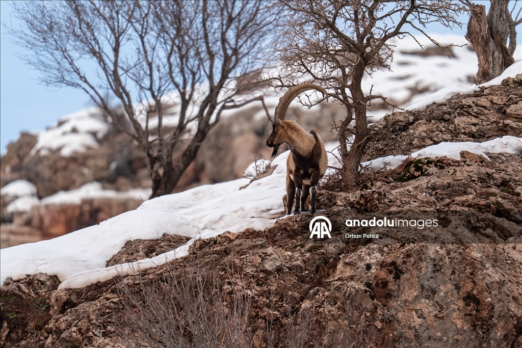 Li Adiyemanê pezkoviyên ku di nava berfê da li çêre û xwarinê digeriyan hatin dîtin