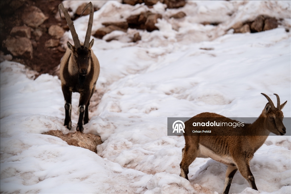 Li Adiyemanê pezkoviyên ku di nava berfê da li çêre û xwarinê digeriyan hatin dîtin