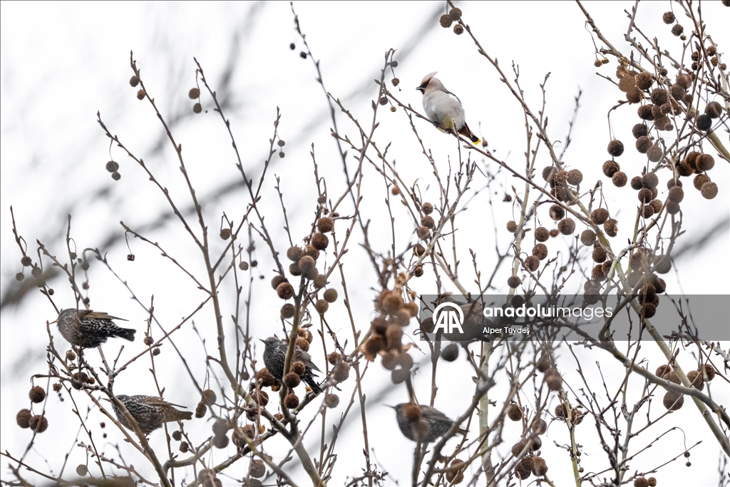Nadir görülen ipekkuyruklar, İstanbul’un Başakşehir ilçesinde görüntülendi