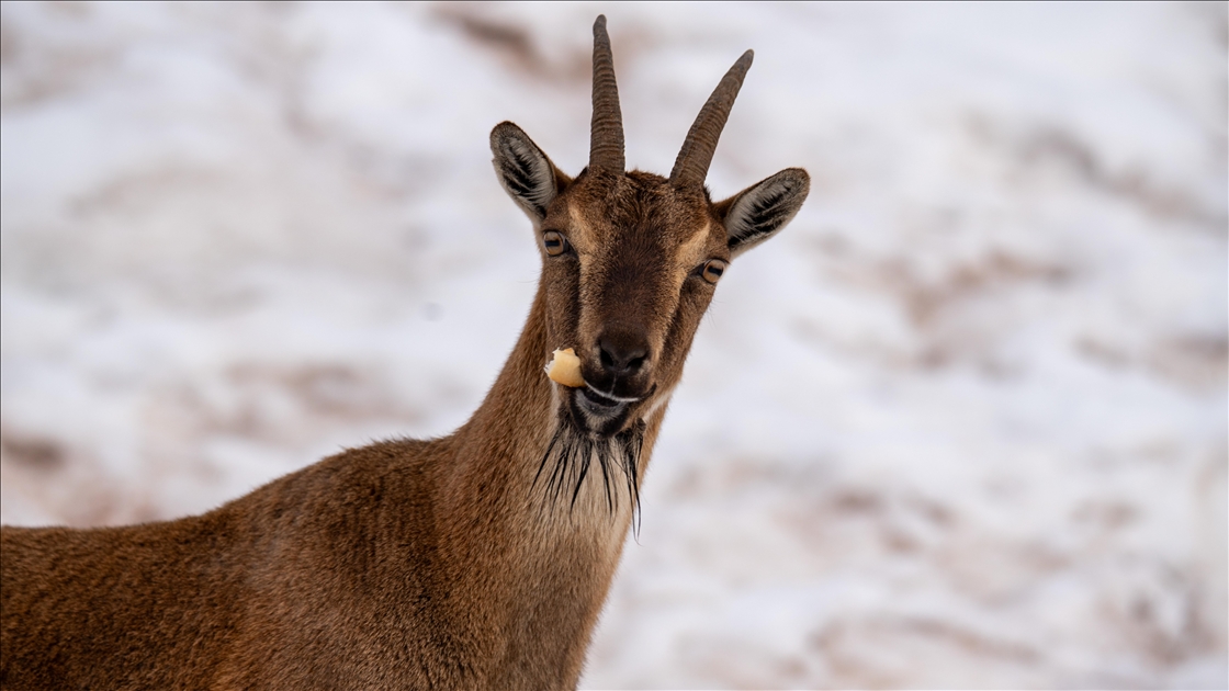 Adıyaman'da yaban keçileri karlı bölgede yiyecek ararken görüntülendi