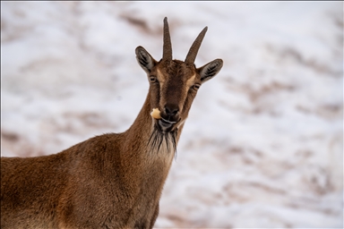 Li Adiyemanê pezkoviyên ku di nava berfê da li çêre û xwarinê digeriyan hatin dîtin