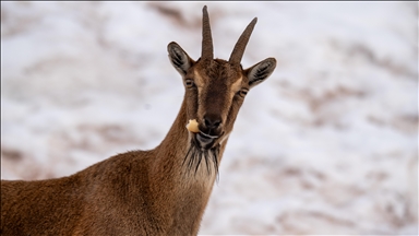 Adıyaman'da yaban keçileri karlı bölgede yiyecek ararken görüntülendi