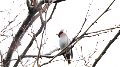 Nadir görülen ipekkuyruklar, İstanbul’un Başakşehir ilçesinde görüntülendi