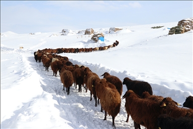 Li Agiriya ku zivistan bi zehmet derbas dibe, xwedîkirina heywanan jî bi zehmet e