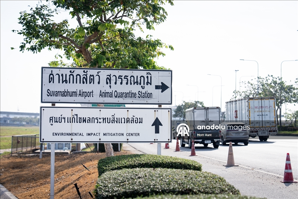 В Таиланде объявлена тревога из-за вируса Нипах: усилен санитарный контроль в аэропортах