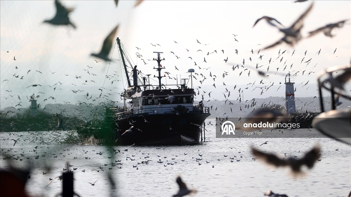 İğneada'da martılar balıkçı teknelerinin peşini bırakmıyor