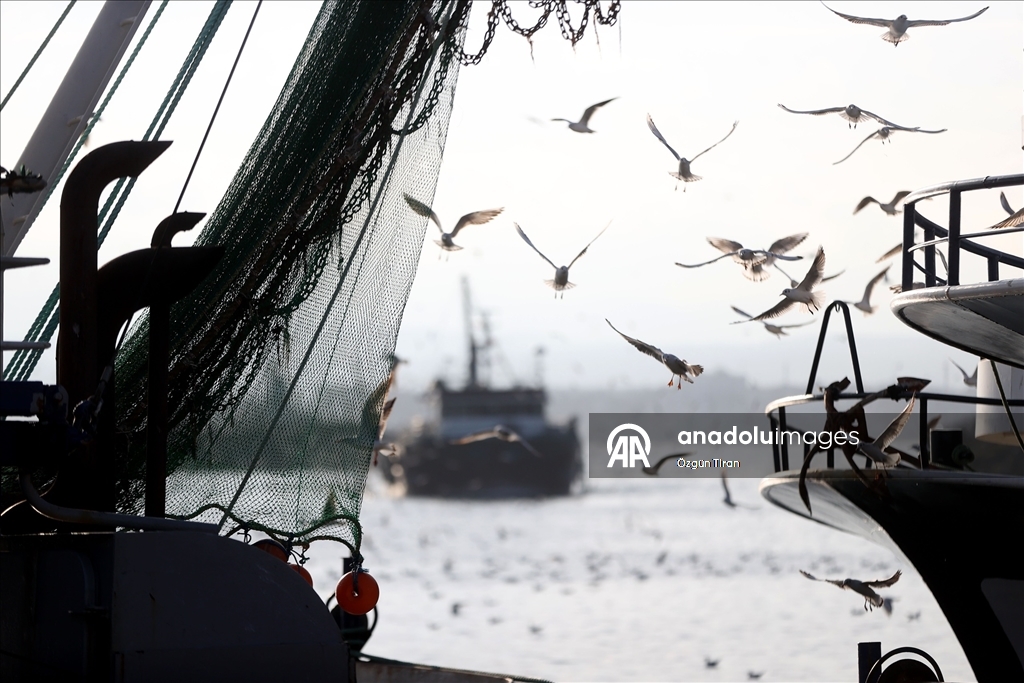 İğneada'da martılar balıkçı teknelerinin peşini bırakmıyor