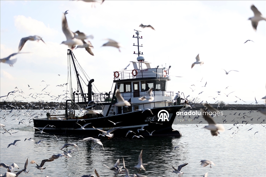İğneada'da martılar balıkçı teknelerinin peşini bırakmıyor