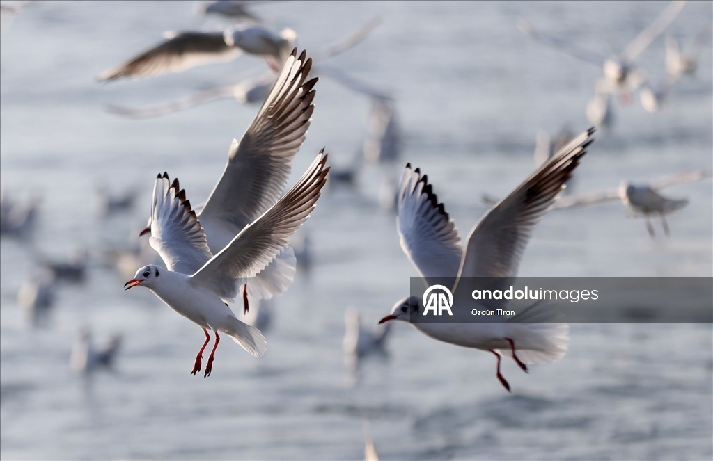 İğneada'da martılar balıkçı teknelerinin peşini bırakmıyor