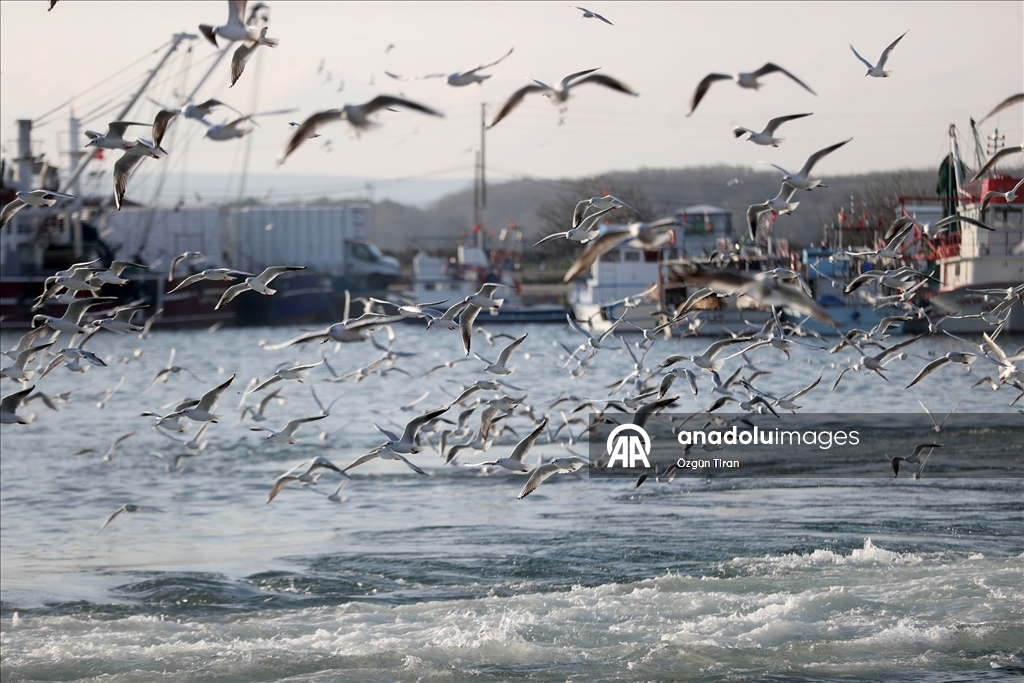 İğneada'da martılar balıkçı teknelerinin peşini bırakmıyor