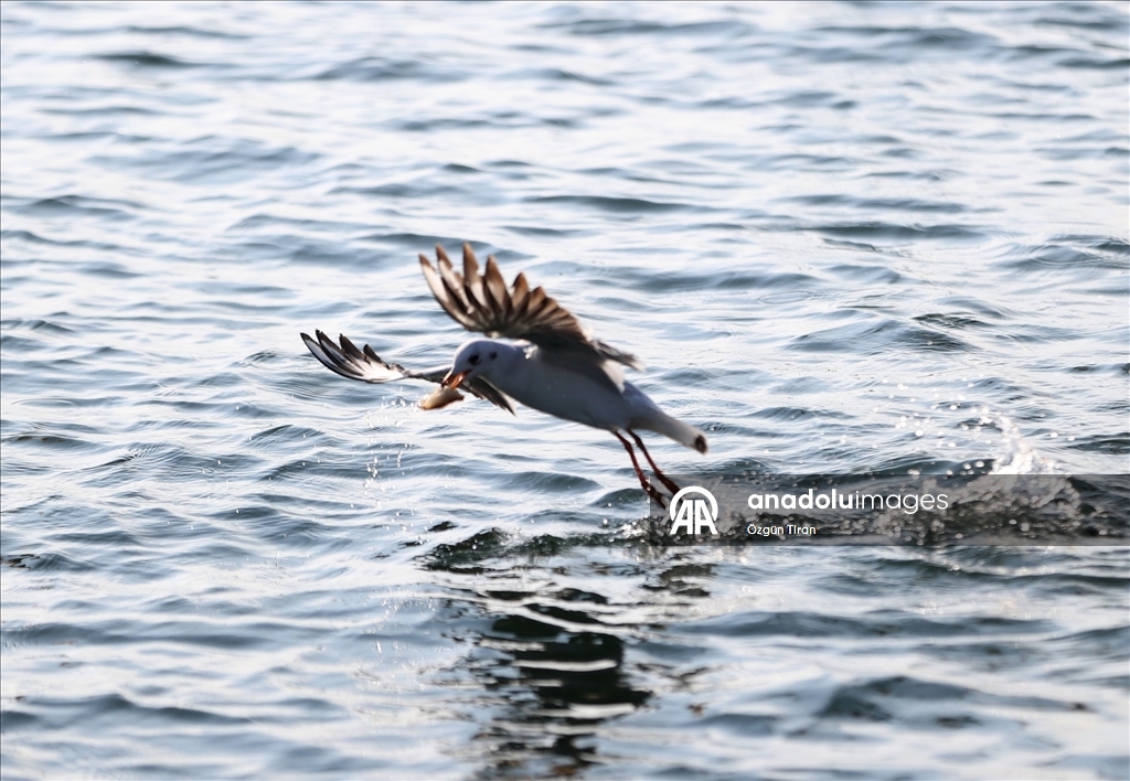 İğneada'da martılar balıkçı teknelerinin peşini bırakmıyor