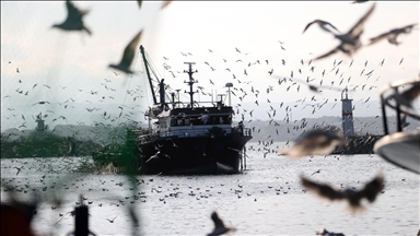 İğneada'da martılar balıkçı teknelerinin peşini bırakmıyor