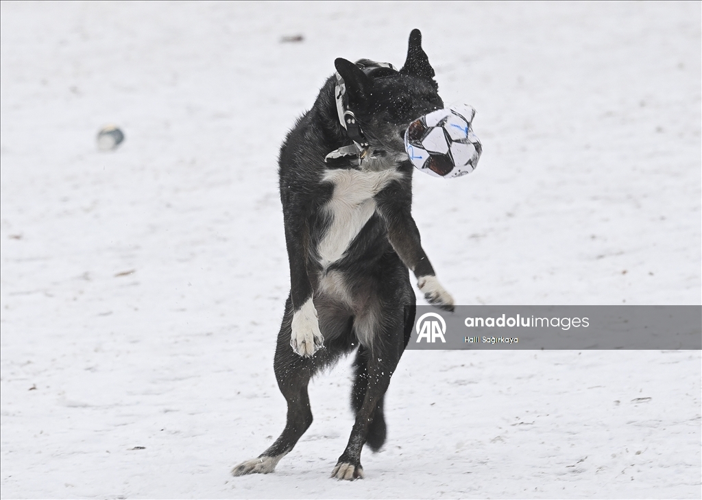 Berlin'de soğuk hava etkili oldu