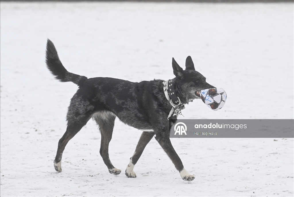 Berlin'de soğuk hava etkili oldu