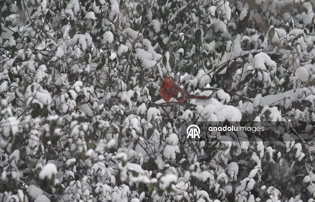 ABD’de Gianna kış fırtınası Charlotte’u etkisi altına aldı