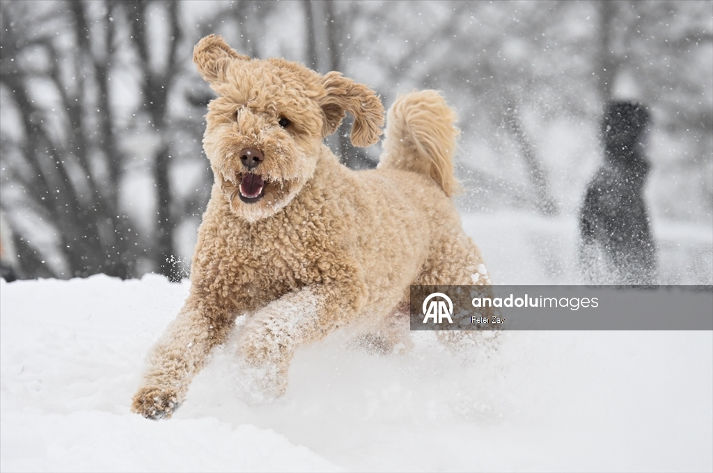 ABD’de Gianna kış fırtınası Charlotte’u etkisi altına aldı