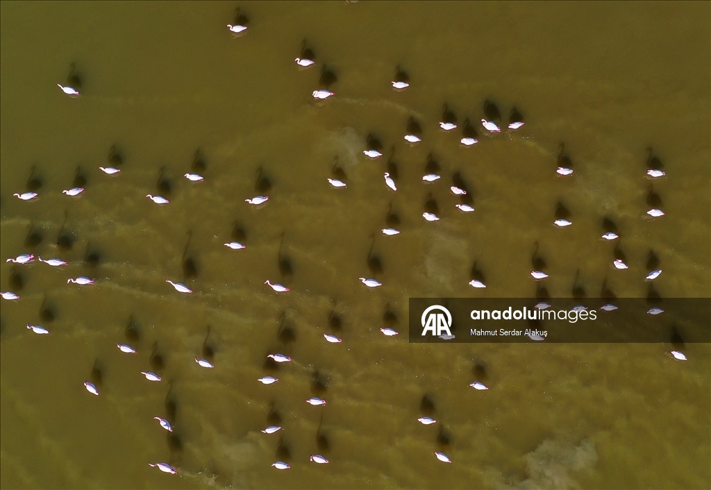 دلتا "بويوك مندريس".. موطن للتنوع البيولوجي غربي تركيا