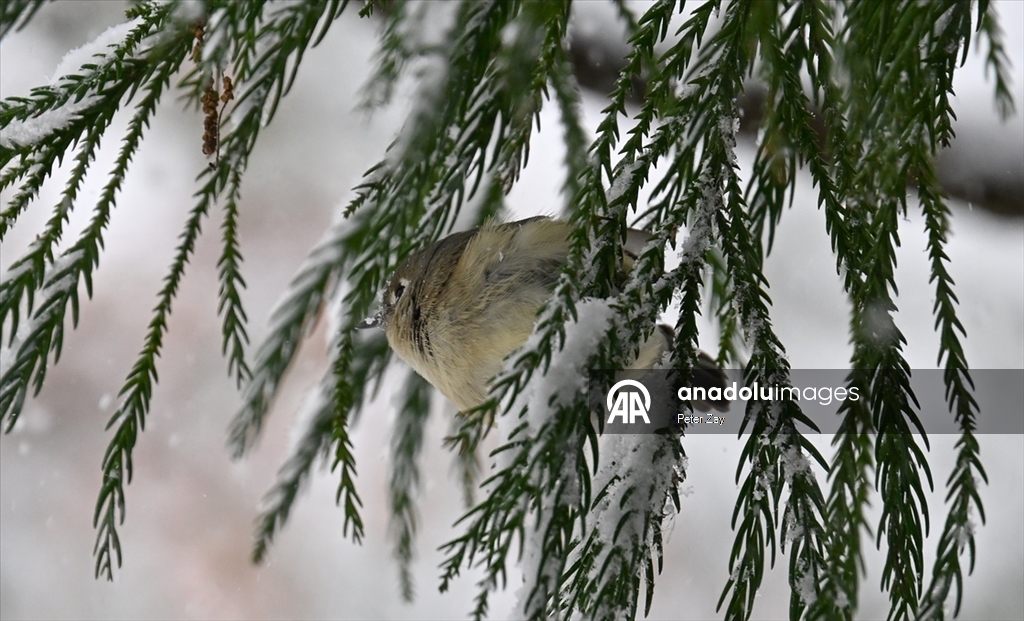ABD’de Gianna kış fırtınası Charlotte’u etkisi altına aldı