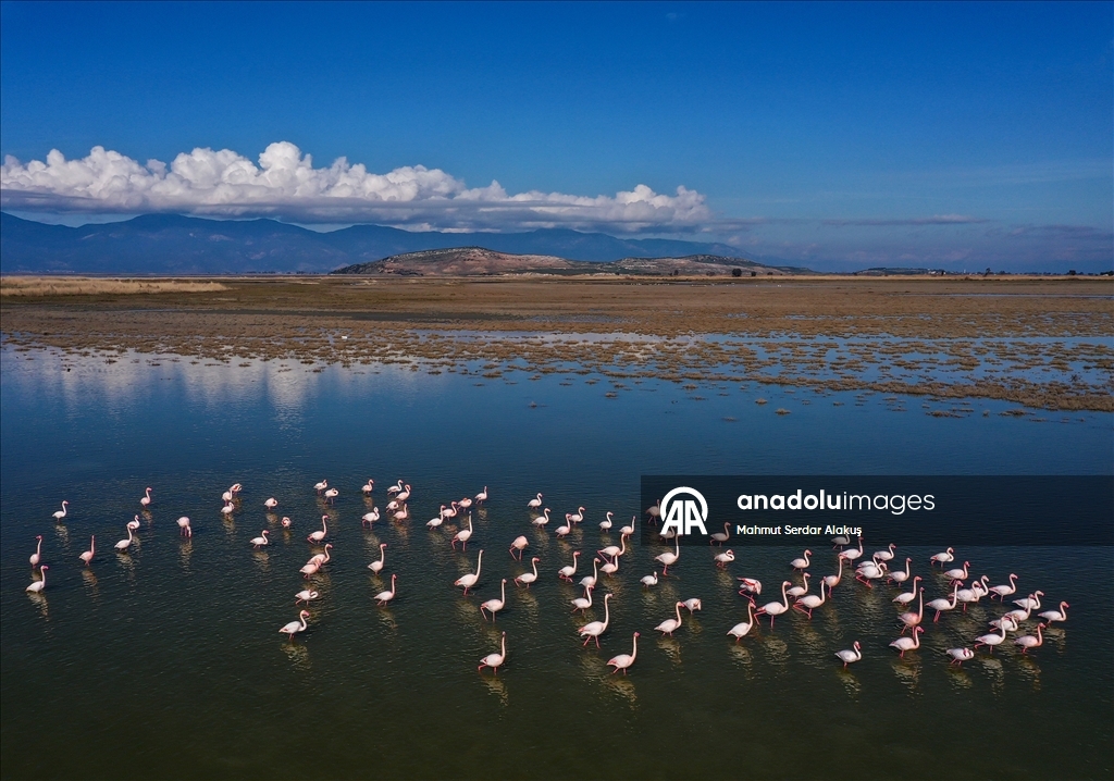 Büyük Menderes Deltası, sulak alanlarıyla yaban hayatına can veriyor