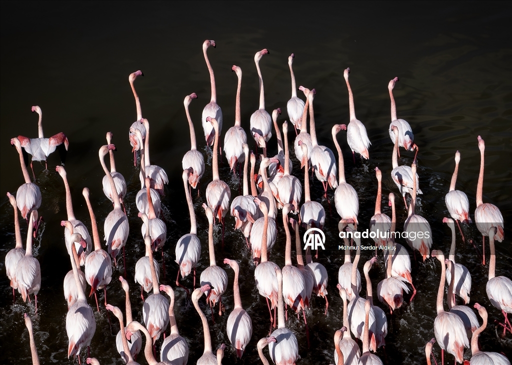 Büyük Menderes Deltası, sulak alanlarıyla yaban hayatına can veriyor
