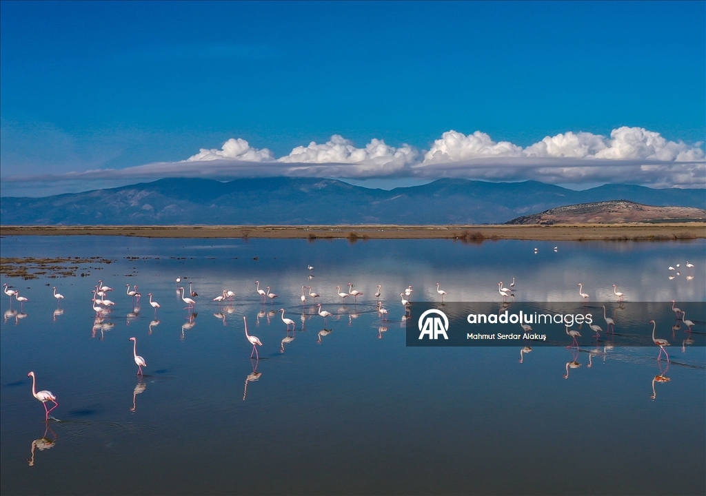 Büyük Menderes Deltası, sulak alanlarıyla yaban hayatına can veriyor