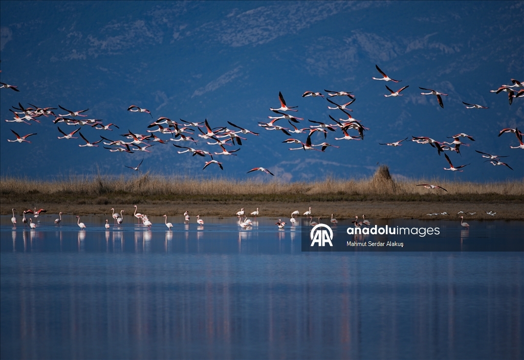 دلتا "بويوك مندريس".. موطن للتنوع البيولوجي غربي تركيا