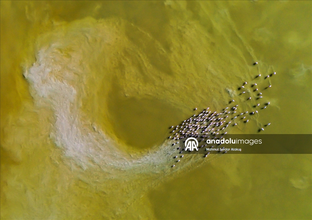 Büyük Menderes Deltası, sulak alanlarıyla yaban hayatına can veriyor