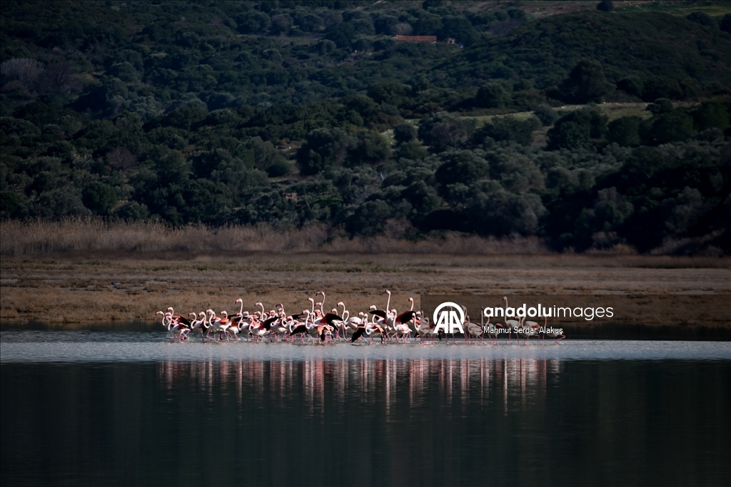دلتا "بويوك مندريس".. موطن للتنوع البيولوجي غربي تركيا