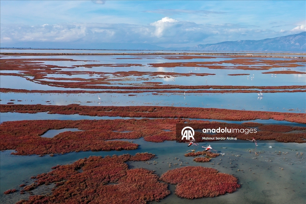 Büyük Menderes Deltası, sulak alanlarıyla yaban hayatına can veriyor