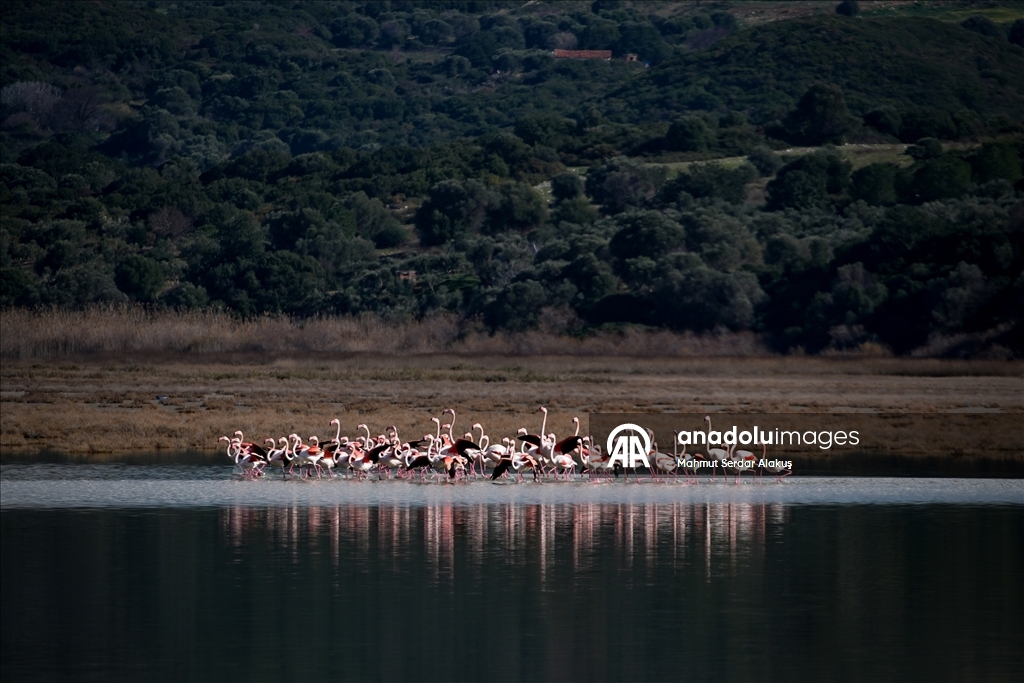 Büyük Menderes Deltası, sulak alanlarıyla yaban hayatına can veriyor