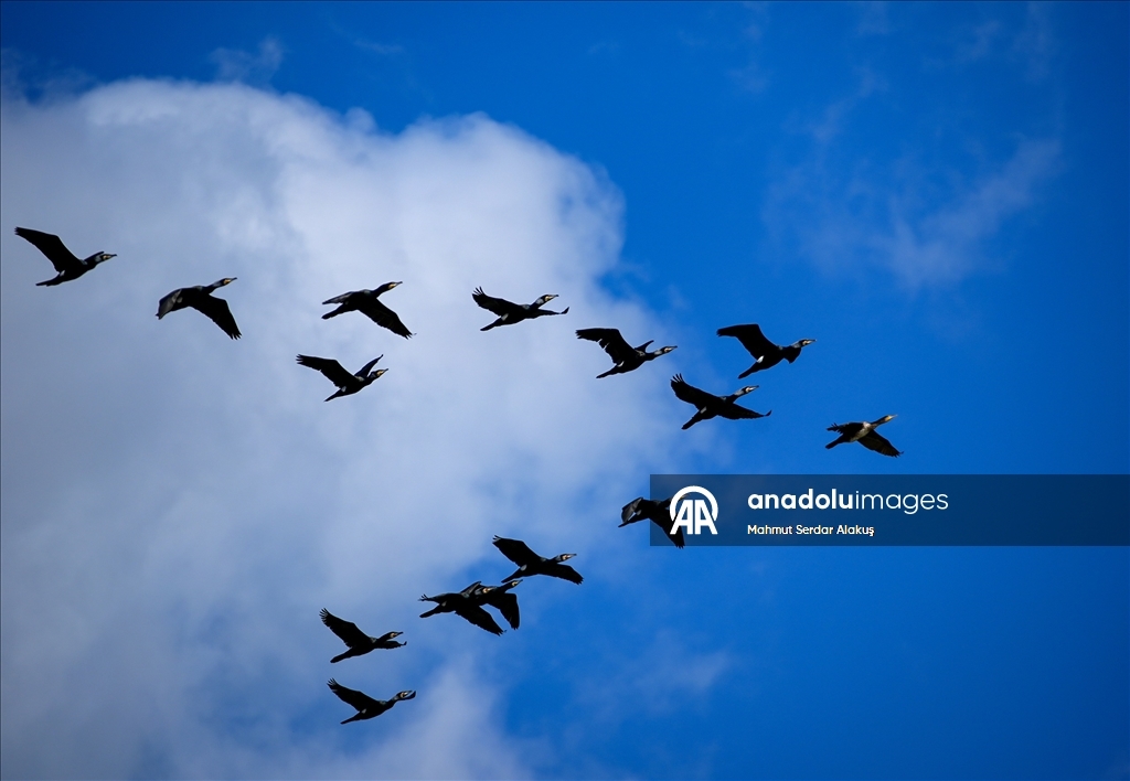 Büyük Menderes Deltası, sulak alanlarıyla yaban hayatına can veriyor