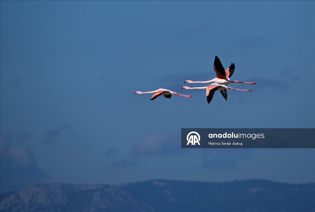 دلتا "بويوك مندريس".. موطن للتنوع البيولوجي غربي تركيا