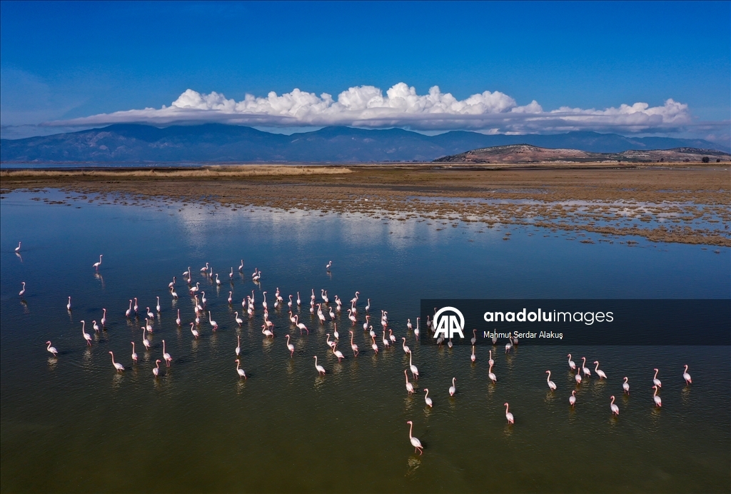 دلتا "بويوك مندريس".. موطن للتنوع البيولوجي غربي تركيا