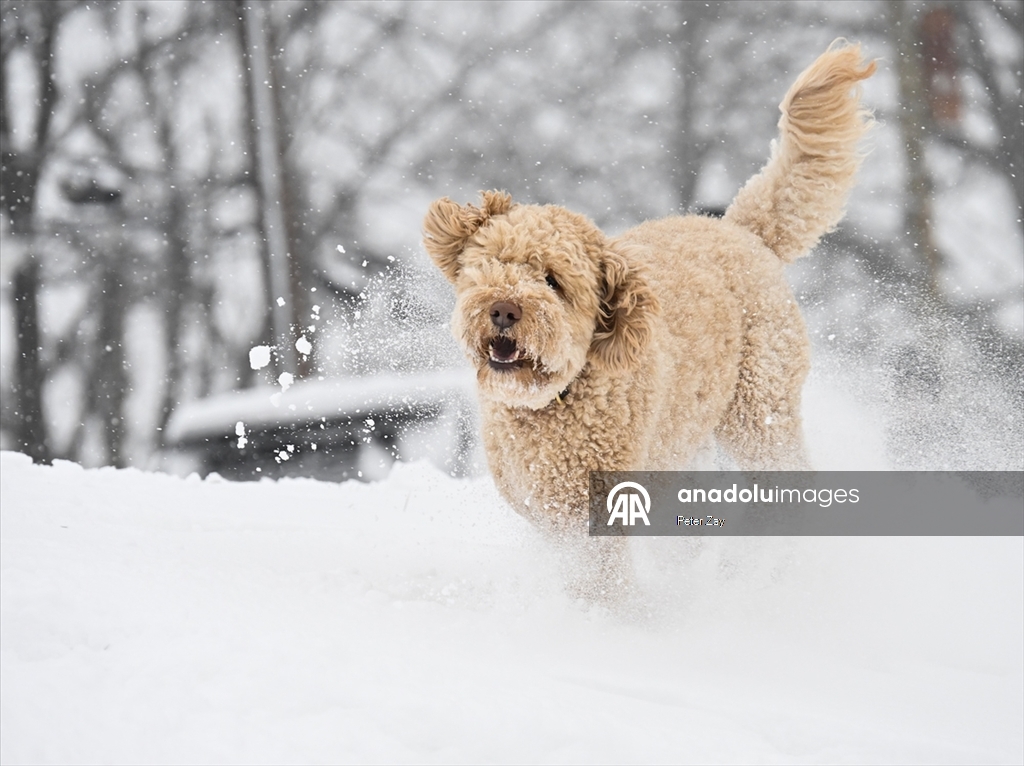 ABD’de Gianna kış fırtınası Charlotte’u etkisi altına aldı