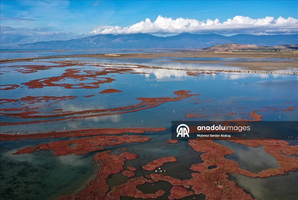 Büyük Menderes Deltası, sulak alanlarıyla yaban hayatına can veriyor